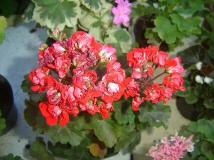Пеларгония rosebud