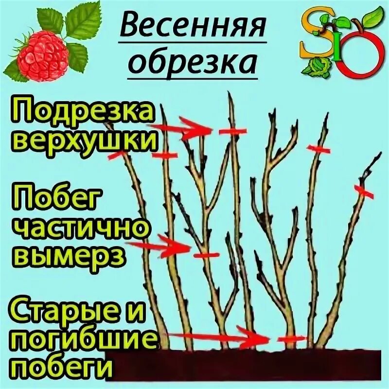 Подрезка малины весной