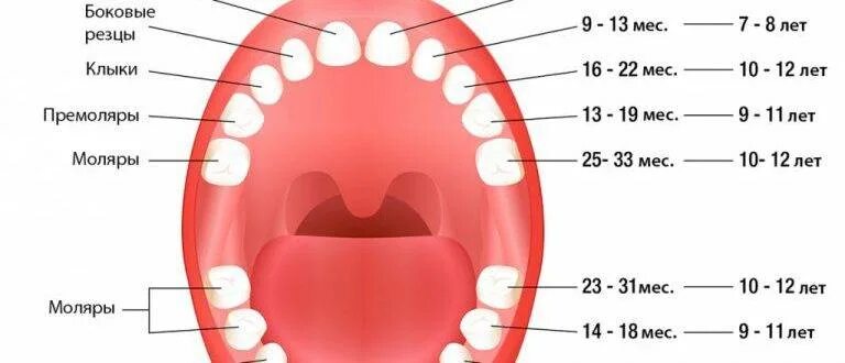 4 года зубы выпадают. Порядок выпадения молочных зубов схема. Зубы у детей схема прорезывания постоянных зубов у детей. Расположение молочных зубов у детей схема. Смена молочных зубов.