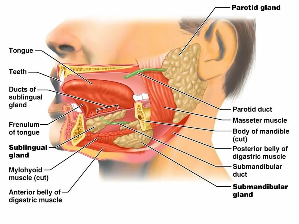 Прож 2 рливого рта. Проток околоушной железы анатомия. Анатомия протока поднижнечелюстной слюнной железы. Выводной проток околоушной железы. Выводной проток подчелюстной слюнной железы.