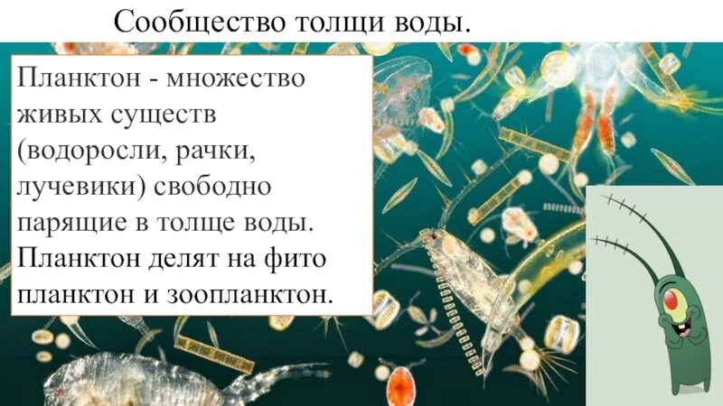 Сообщество планктона. Планктон делится на. Фито и зоопланктон. Планктон в толще воды. В состав планктона входят