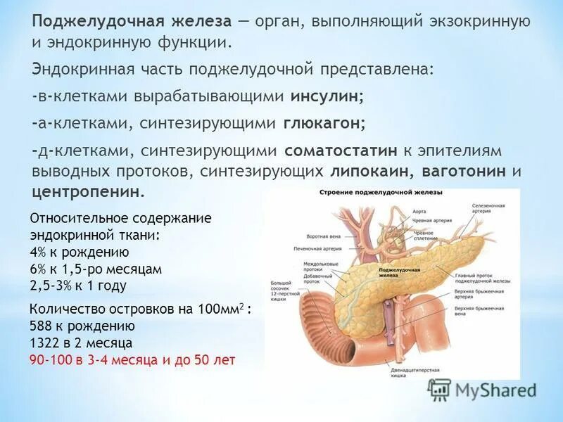 Поджелудочная свиньи