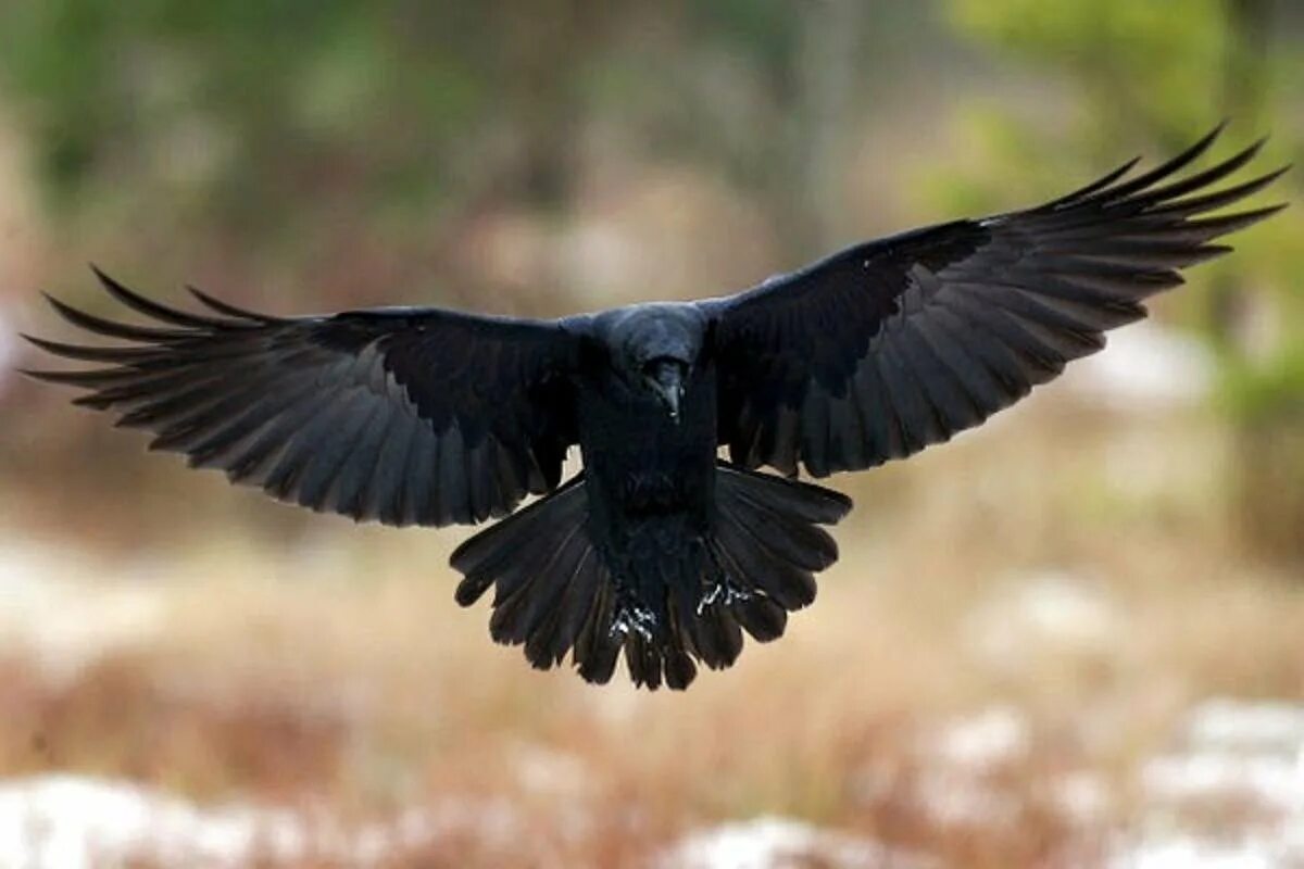Птица с 6 крыльями. Ворон размах крыльев. Новокаледонский ворон. Ворон в полете. Крыло ворона.