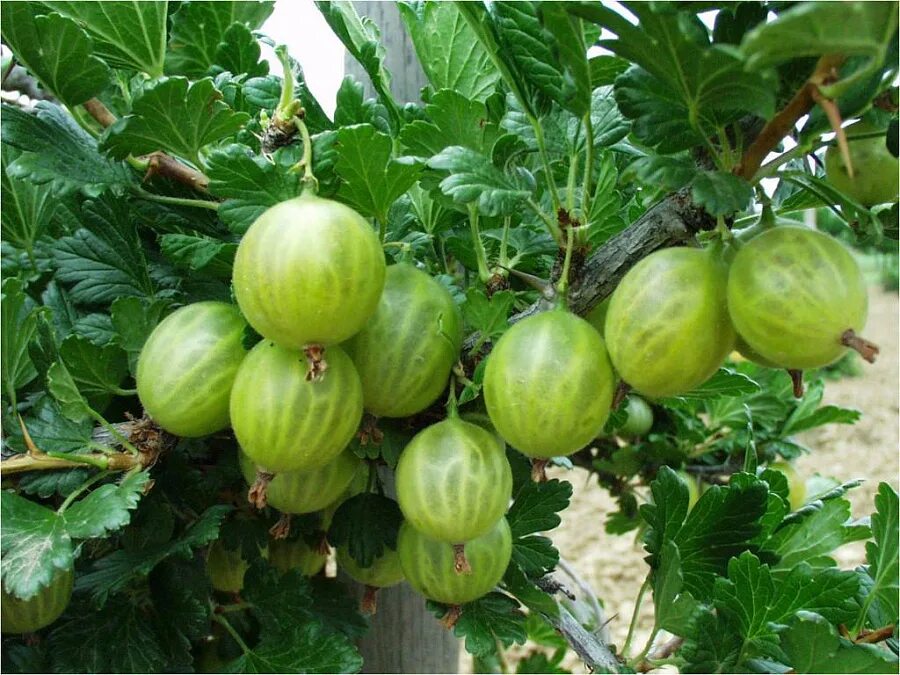 Кринжовник