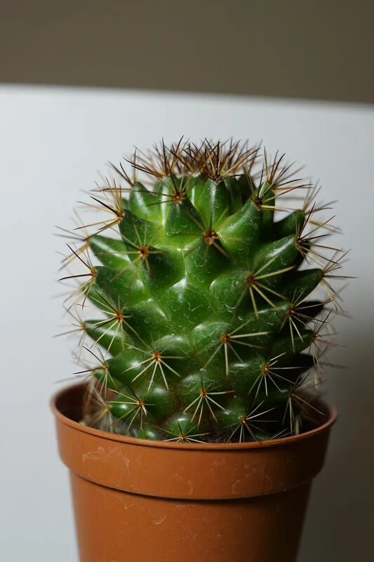 Браунингия кактус. Кактусы комнатные виды. Опунция кактус домашний. Длинноостная опунция opuntia longispina. Маммиллярия кактус иголки.