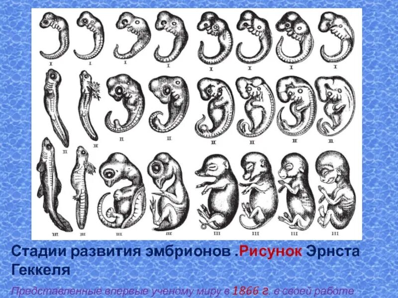 Эмбриональное развитие человека в основном. Эволюция эмбриона Геккель. Эмбриональные этапы Эволюция Геккель. Стадии развития эмбриона. Этапы развития зародыша.