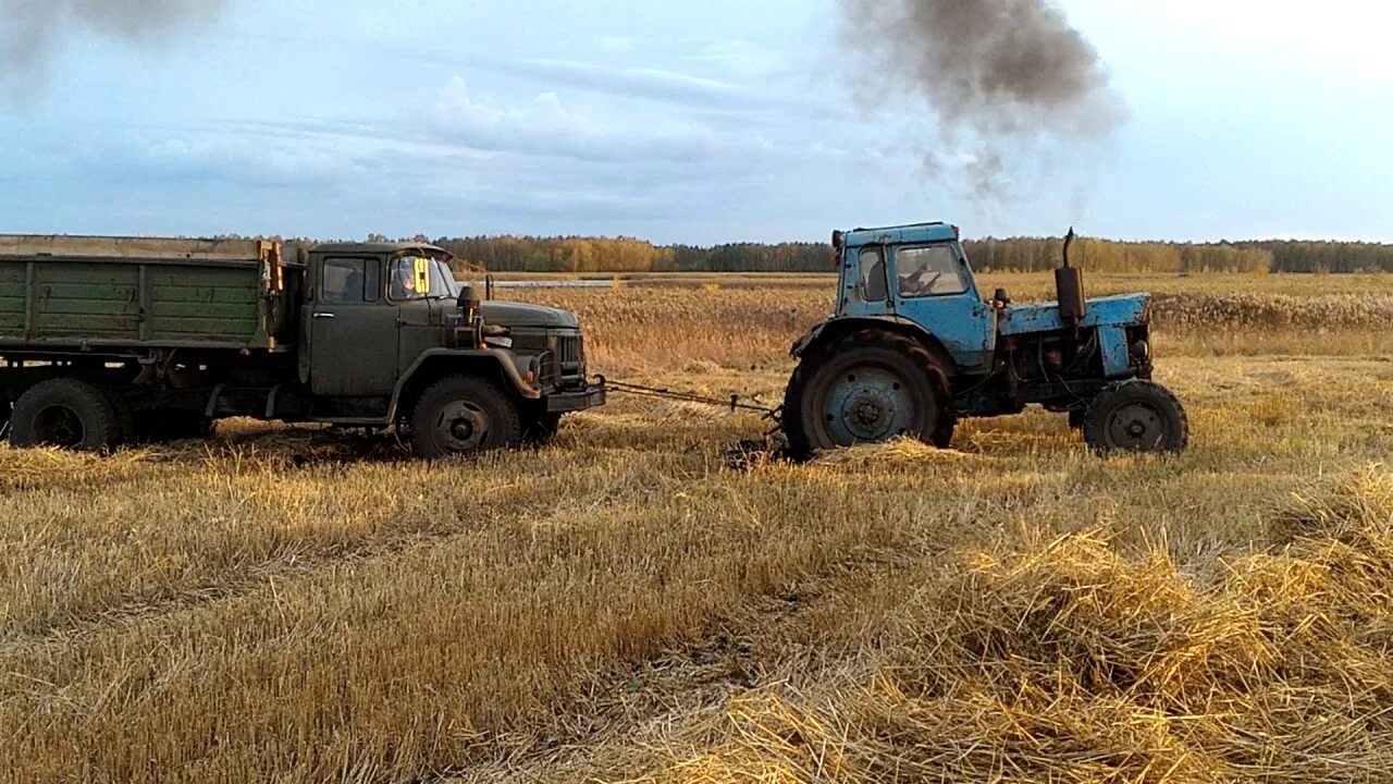 Мтз бычок. ЗИЛ 130 на уборке силоса. ЗИЛ 130 И КАМАЗ. Трактор ЗИЛ 130. ЗИЛ 130 Силосование.