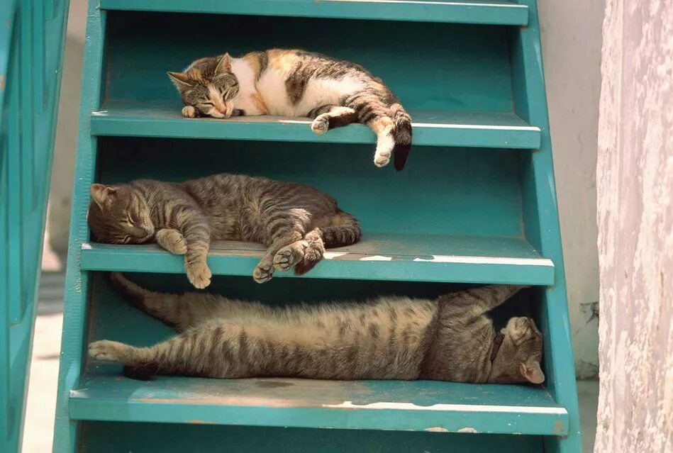 Лежать на полке. Котёнок на полке. Полка книжная. Кот лежит на подоконнике. Лестница для кошек.