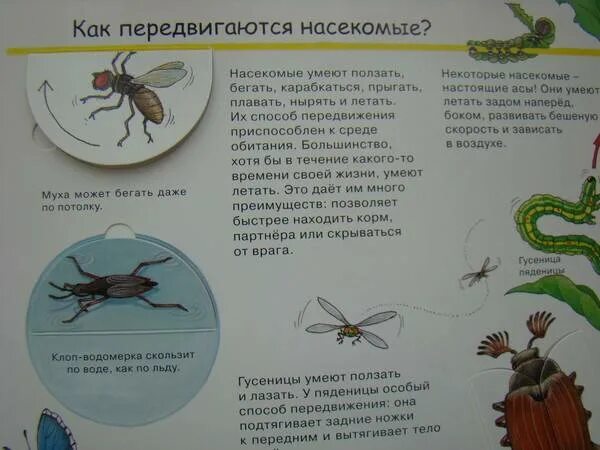 Почему ощущения что кто то ползает. Как передвигаются насекомые. способы передвижения насекомых. насекомые кто ползает кто летает. кто как передвигается насекомые.