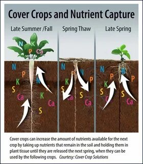 Cover crops