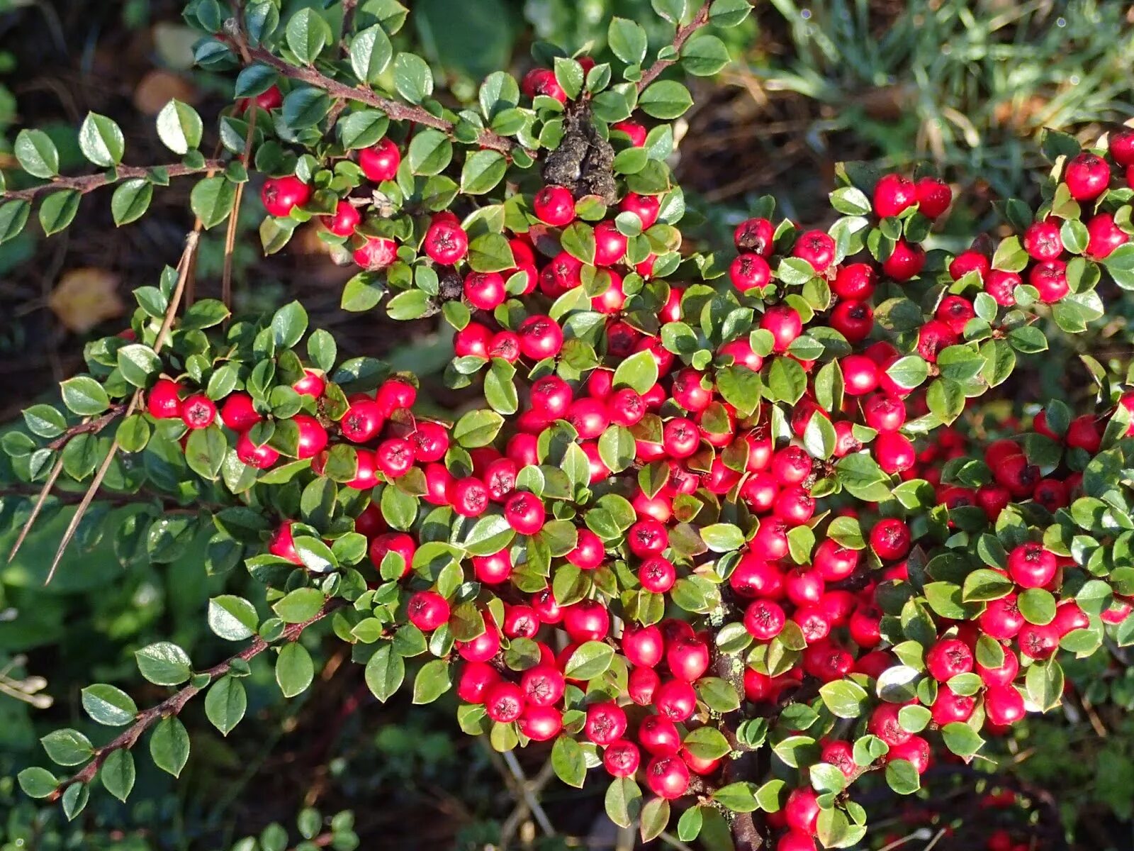 Кизильник алаунский. Кизильник (Cotoneaster). Кизильник киноварнокрасный. Ursynow кизильник.