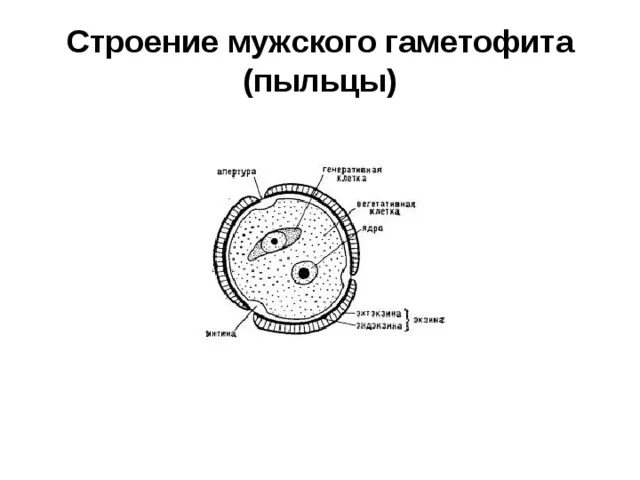 Мужской гаметофит цветковых. Строение мужского гаметофита пыльцевого зерна. Пальцевое зерно голосесеменныз. Строение пыльцевого зерна сосны. Строение пыльцевого зерна цветковых.