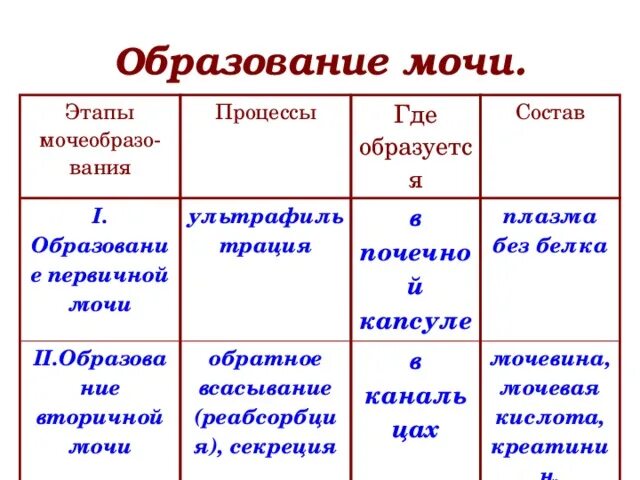 Изобразите схематично этапы образования мочи. Этапы образования мочи схема. Процесс образования мочи схема. Заполните таблицу образование мочи 1 фаза 2 фаза. Процесс образования мочи этапы.