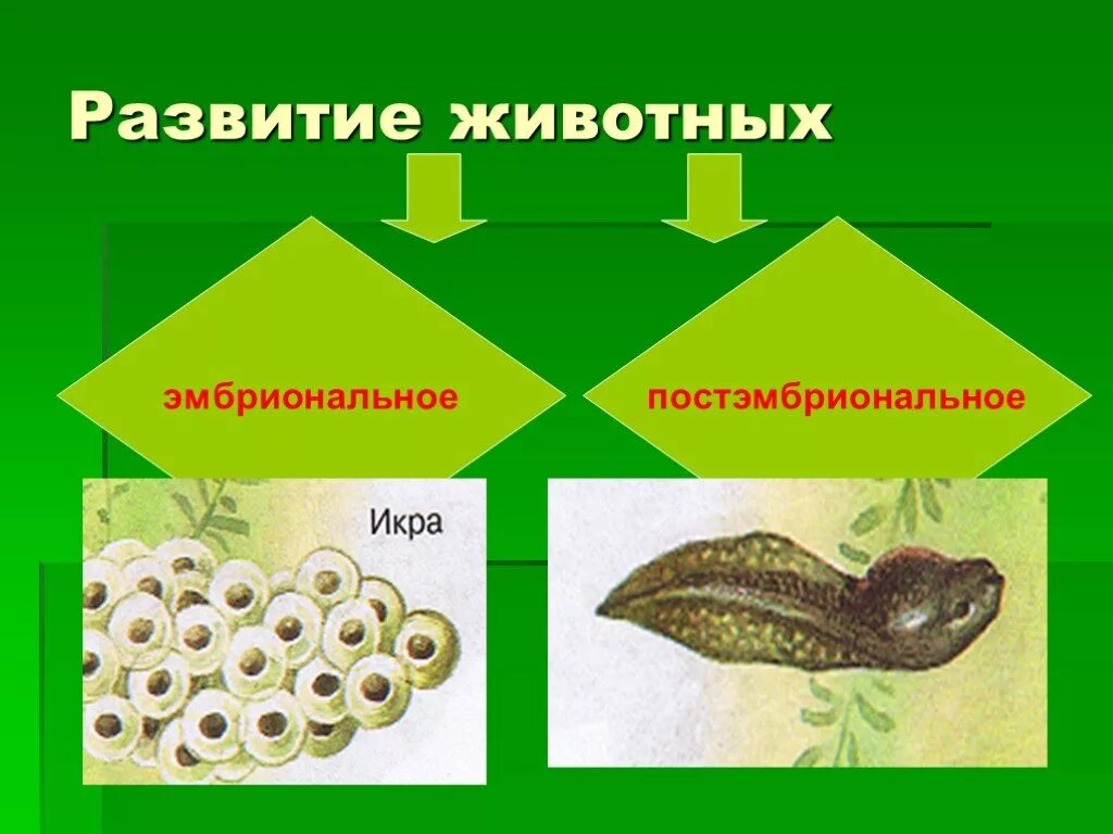 Рост и развитие животных 6. Прост и равзитие животных. Развитие животных. Модель развития животных. Рост и развитие животных.