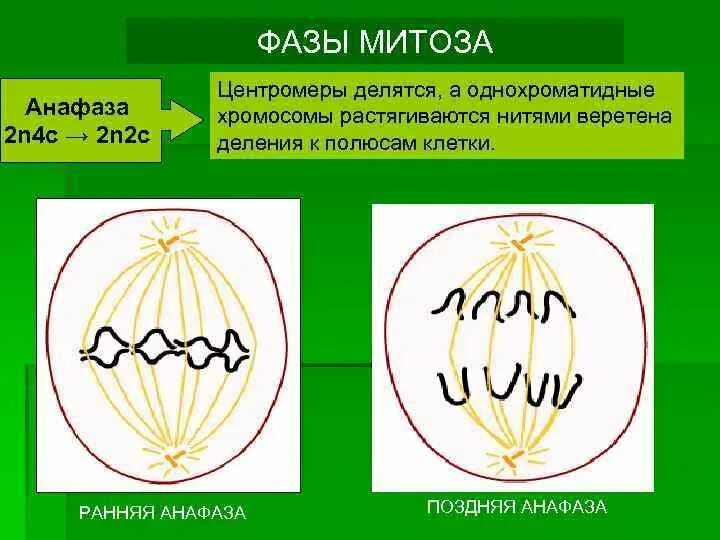 Митоз рисунок. Фазы митоза 2n=. Митоз анафаза 1 2n2c.