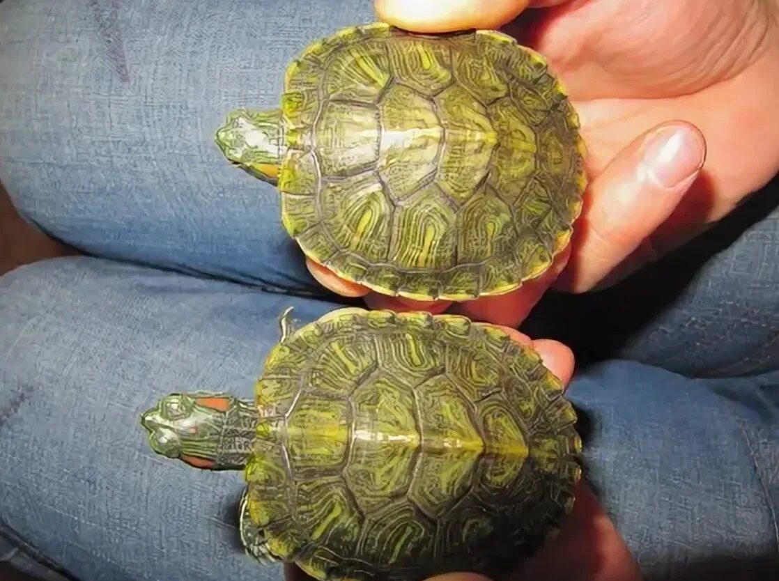 Пол красноухой черепахи. Самка красноухой черепахи. Среднеазиатская черепаха пол. Как отличить самку от самца черепахи. Как узнать пол у красноухой черепахи.
