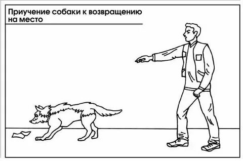 Как научить команде место
