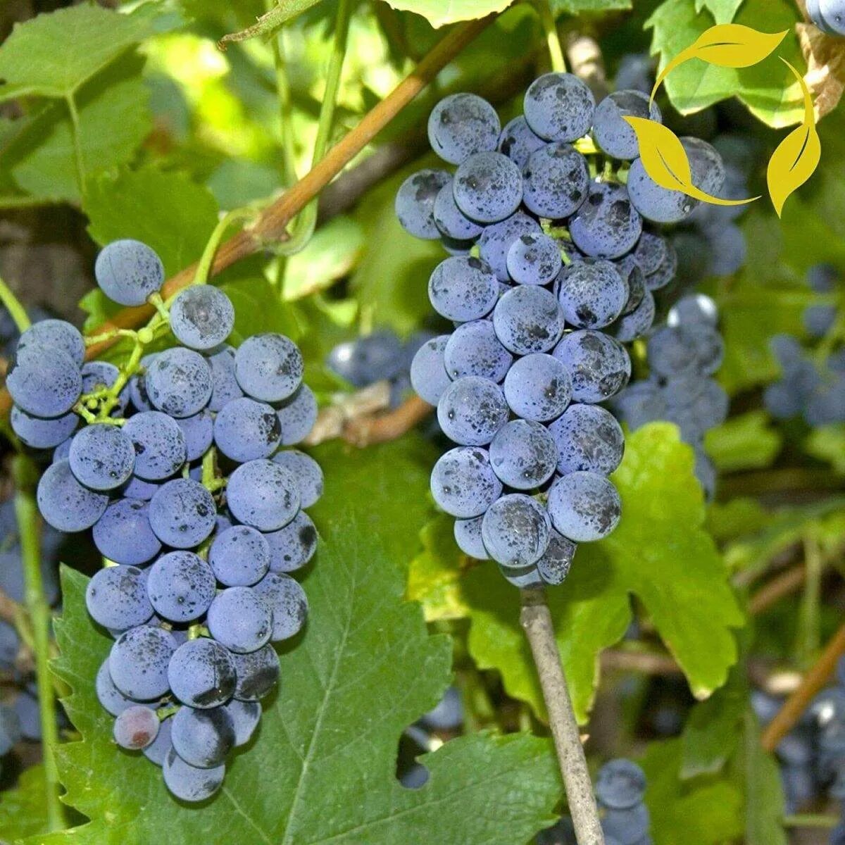 Виноград ароматный. Vitis Labrusca виноград. Виноград Прибрежный Vitis riparia.