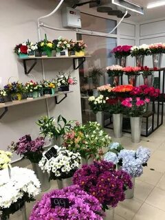 Цветы новосибирск комнатные