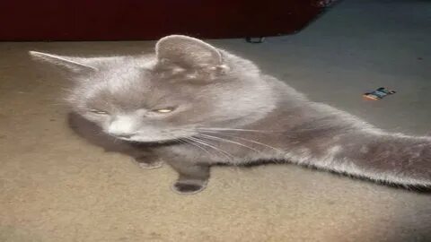 Silly cat