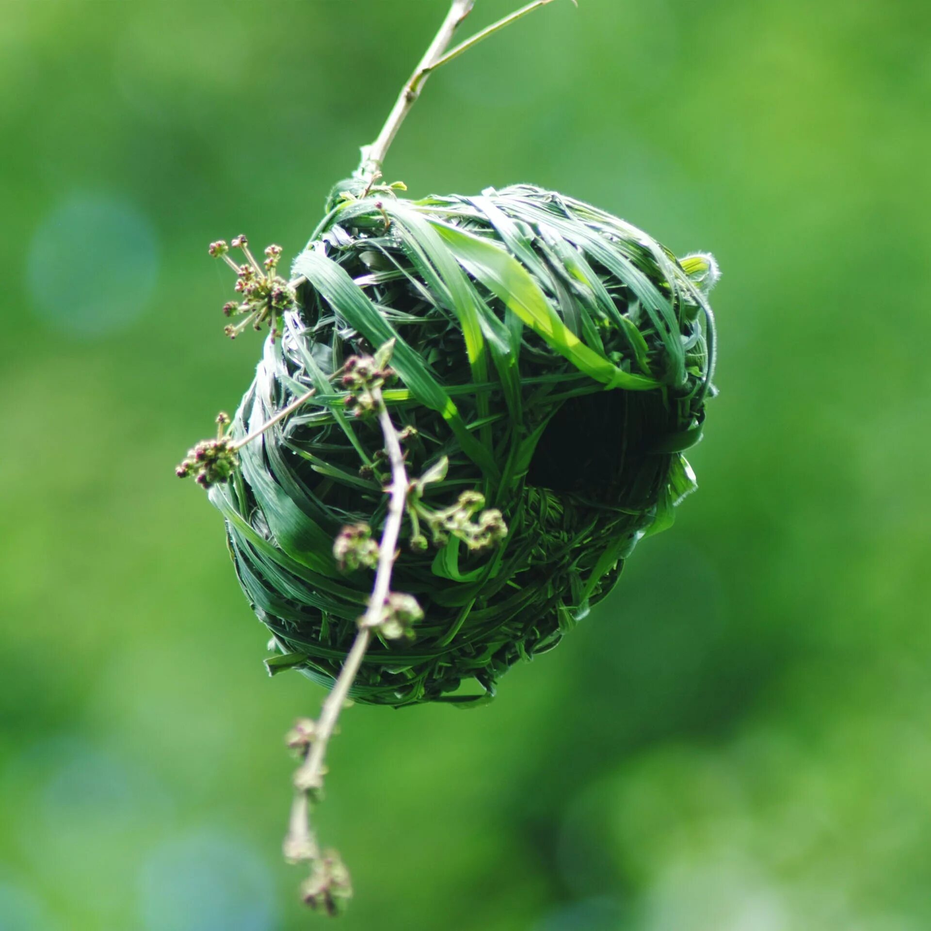 Plant nest. Гнезда насекомых. Гнездо. Гнездо из листьев. Папоротник Птичье гнездо.