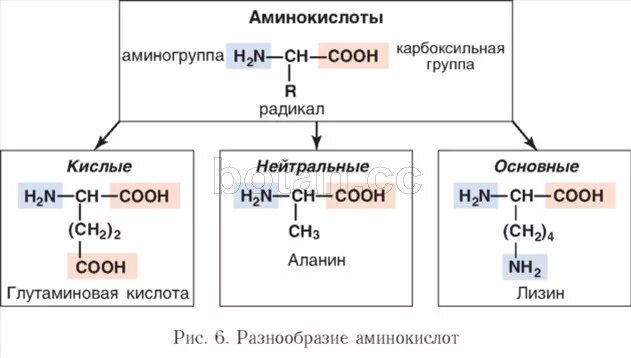 Кислотно основные аминокислоты