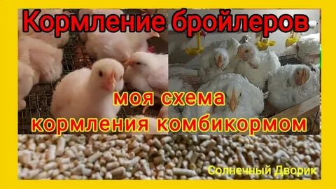 Кормление бройлеров кобб