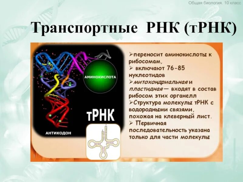 Транспортная РНК двухцепочечная. ТРНК. Транспортная ТРНК. Транспортная РНК это в биологии.