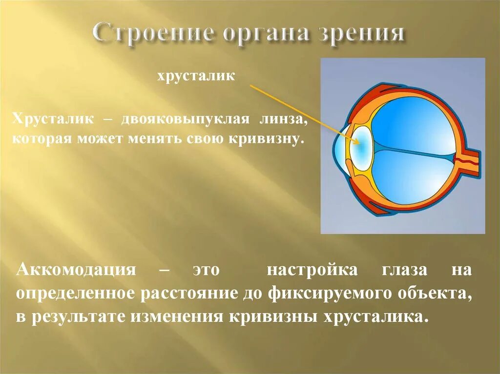 Орган зрения и зрительный анализатор. Строение зрительного анализатора. Анатомическое строение зрительного анализатора. Зрительный анализатор строение глаза. Механизм работы зрительного анализатора гигиена зрения