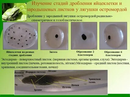 Яйцеклетка лягушки