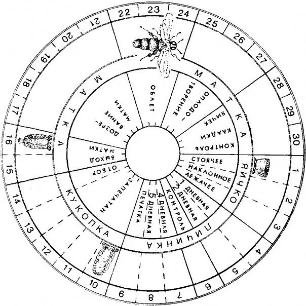 Цикл развития пчелиной матки схема. Календарь пчеловода вывода рабочей пчелы. Цикл развития пчелиной матки. Цикл развития матки пчелы.