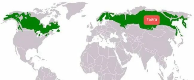 Тайга на карте Евразии. Географическое положение тайги в Евразии.