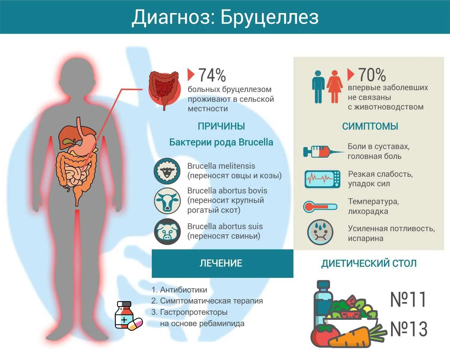 Что за болезнь бруцеллез у человека симптомы. Бруцеллез симптомы кратко у человека. Основные клинические проявления бруцеллеза.