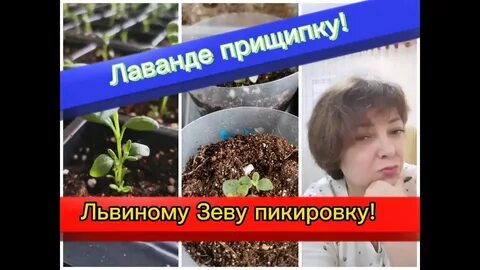 Можно прищипывать львиный зев