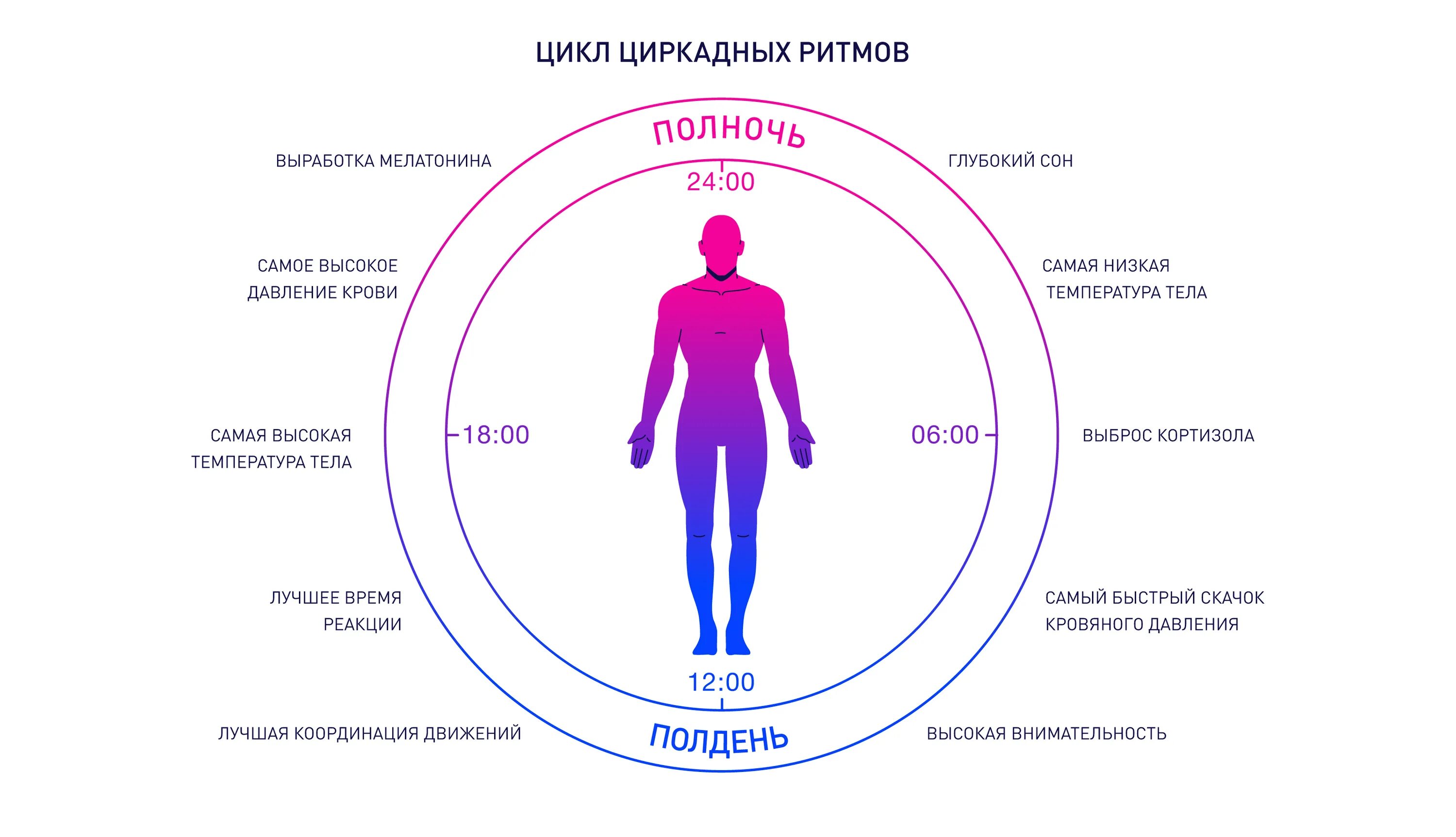 Время как организм другого