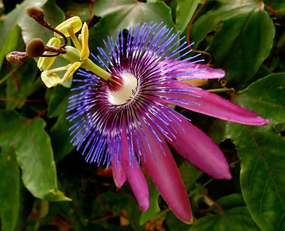 Удивительное о цветах. Цветок Дикая пассифлора голубая. Орхидея пассифлора. Пассифлора Гавайская. Цветок дромелиана.