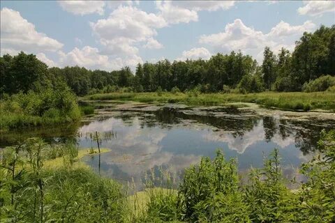 Экопарк колокша владимирская