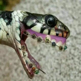 Зубы ужа