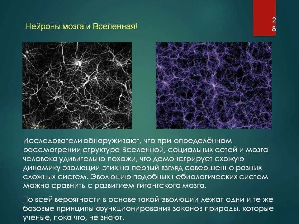 Плотность нервных клеток в мозге является особенностью. Зеркальные нейроны в головном мозге человека выполняют функцию. нейроны мозга и вселенная. нейронная сеть мозга и вселенная. структура мозга и структура вселенной.