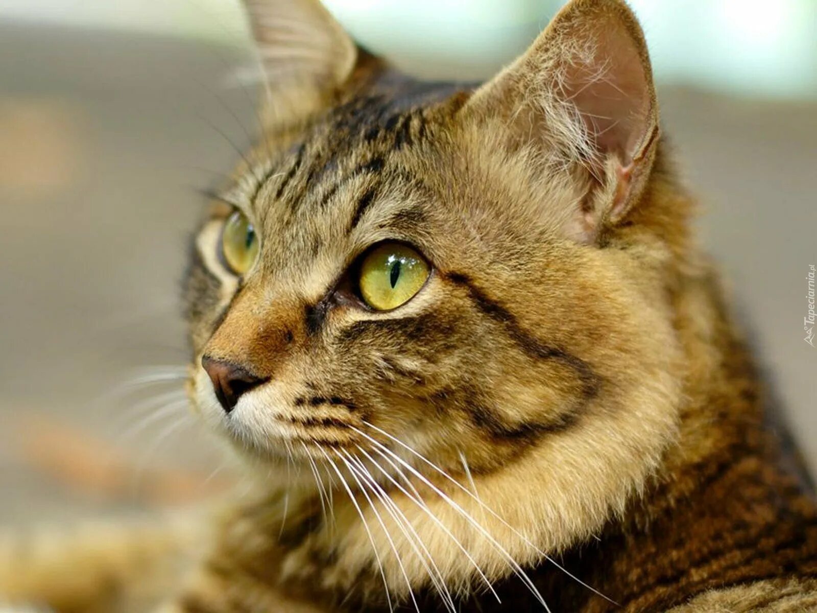 Кот сидит. Коты. Коты. Кошки фото. Фотографии коше.