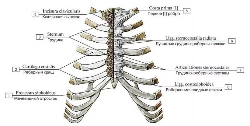 Ребро тип соединения. Грудино реберный сустав. Грудно0реберные суставы. Грудино реберный сустав анатомия. Связки грудино реберного сустава.