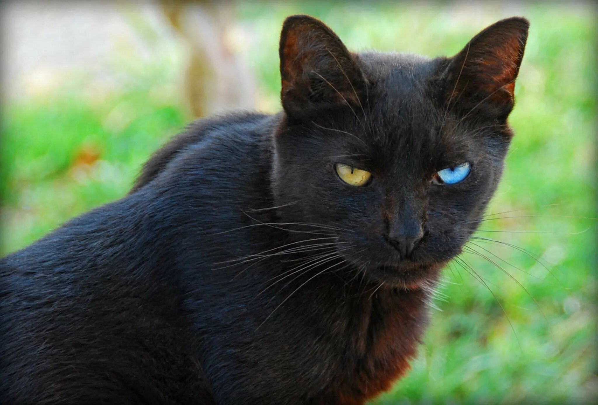 Бомбейская кошка. Чёрная кошка порода Бомбейская. Черная Бомбейская кошка с зелеными глазами. Бомбейская кошка длинношерстная. Black cat eye