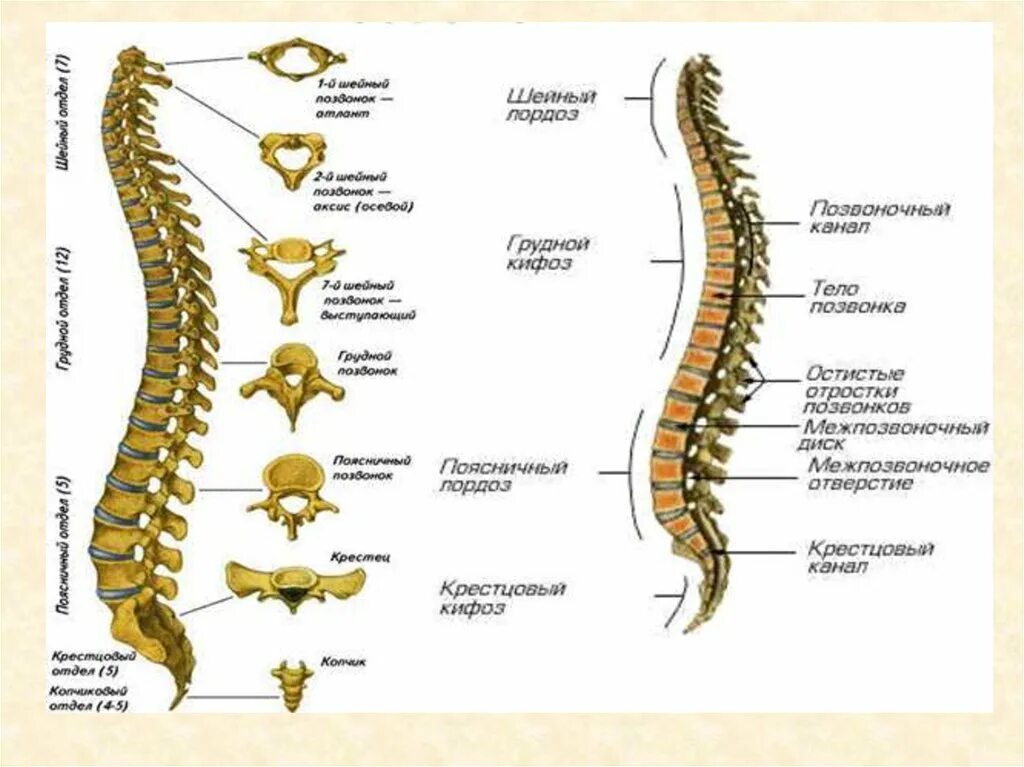 Скелет туловища позвонки анатомия. Скелет позвоночника человека с названием костей. Скелет туловища Позвоночный столб.