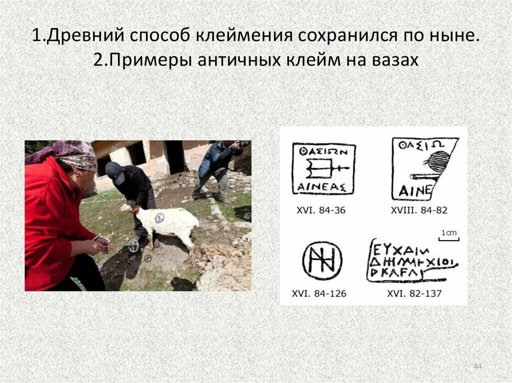 Горячее таврение лошадей. Клеймение лошадей сканворд. Тавро пород лошадей. Тавро клеймо. Тавро пород лошадей.
