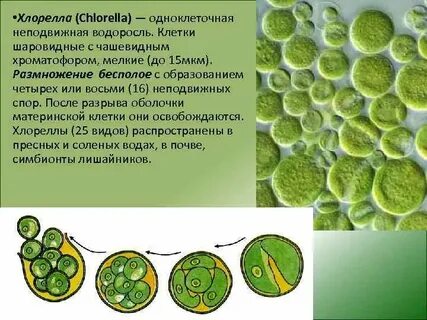 Одноклеточные растения хлорелла
