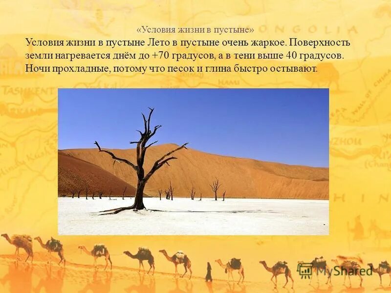 Средняя температура летом в пустыне. Условия в пустыне. Жизнь в пустынях. Климатические условия пустыни.