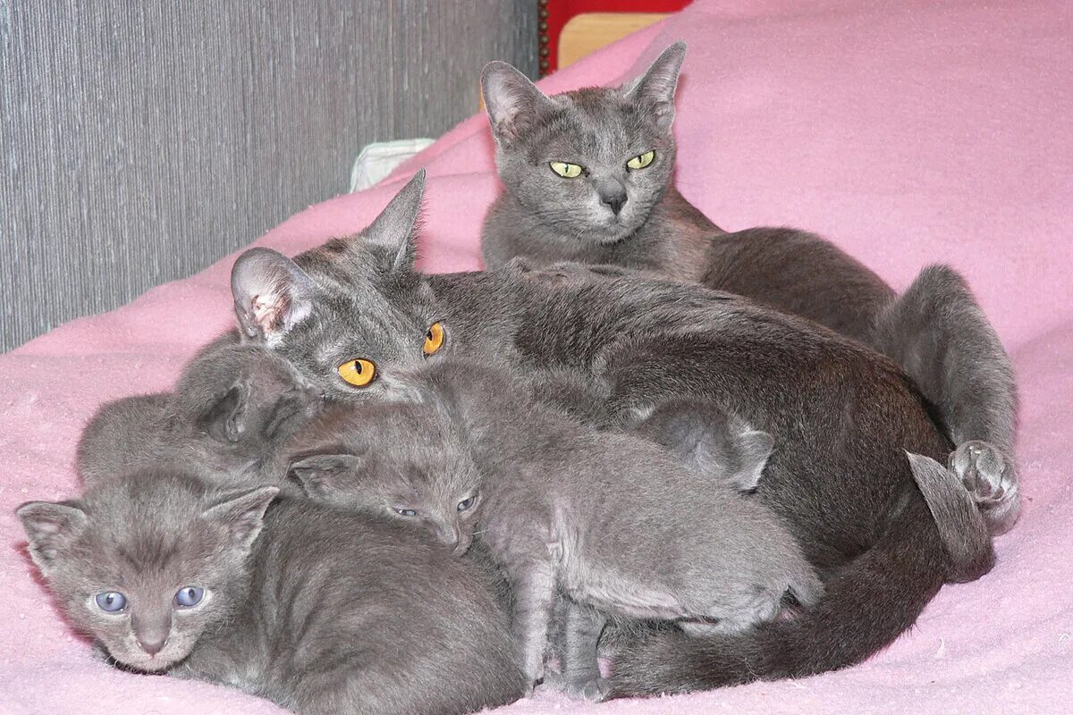 Корат котенок. Котята породы Корат. Корат порода кота. Корат кошка котята