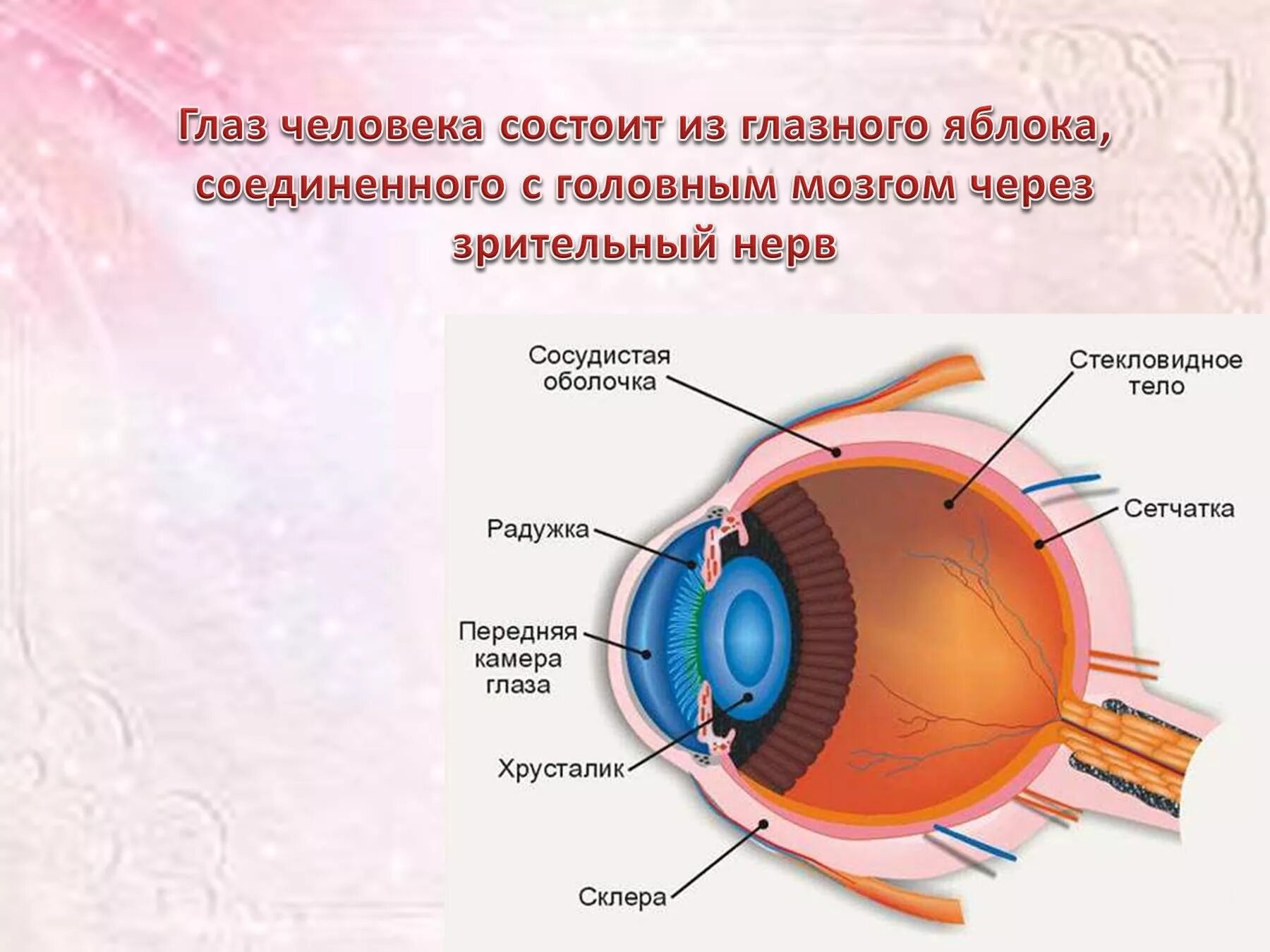 Плотная наружная оболочка глаза называется. Строение сетчатой оболочки глазного яблока. Органы зрения человека 3 класс презентация. Презентация на тему зрение человека. Орган зрения презентация.