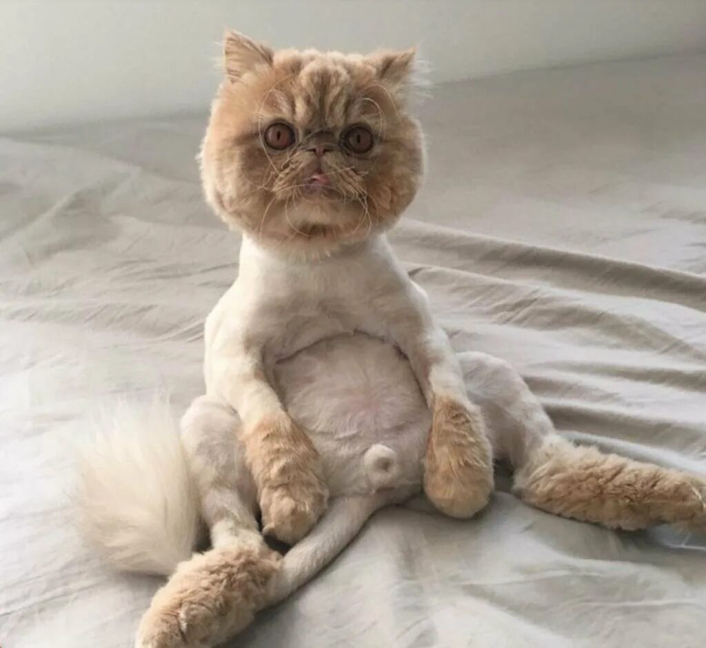 Стрижка Персидского кота