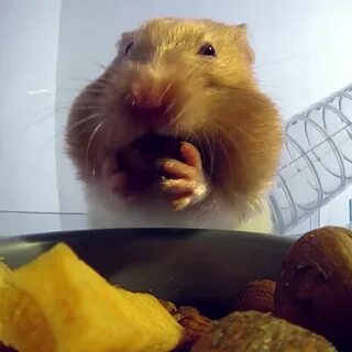 Сейчас выводят деньги с хомяка